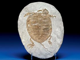 Appraisal: A FINE FOSSIL TURTLE Species unknown Cretaceous Liaoning Province China