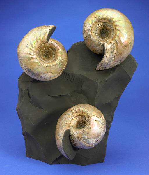 Appraisal: Three Robust Ammonites on Matrix Cadoceras Callovian Age Middle Jurassic