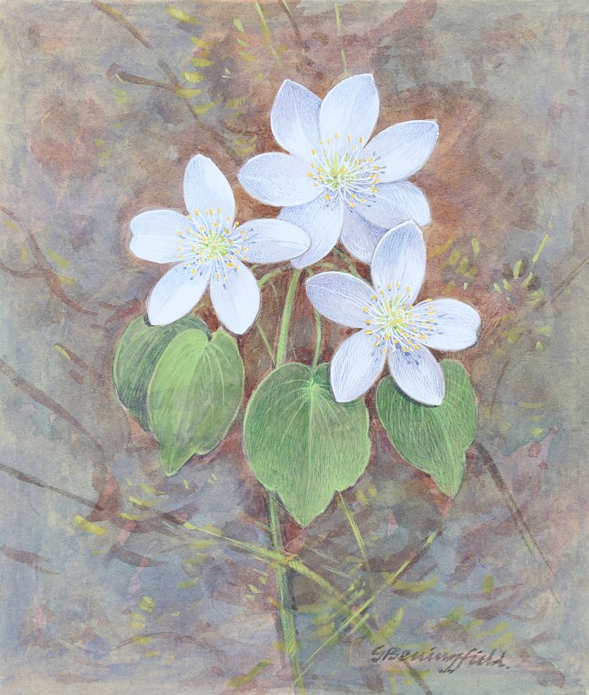 Appraisal: Gordon Beningfield - Rue Anemone W C Gordon Beningfield British