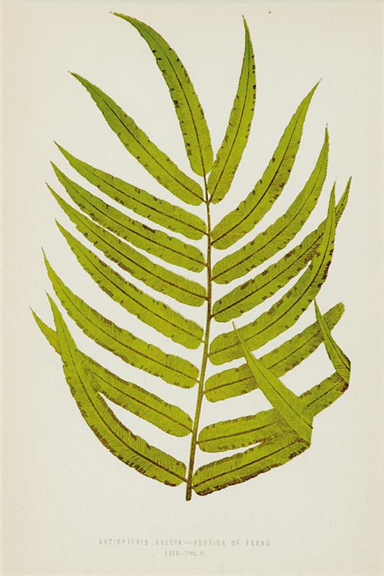 Appraisal: British school th century EIGHT BOTANICAL WORKS FERNS from Edward