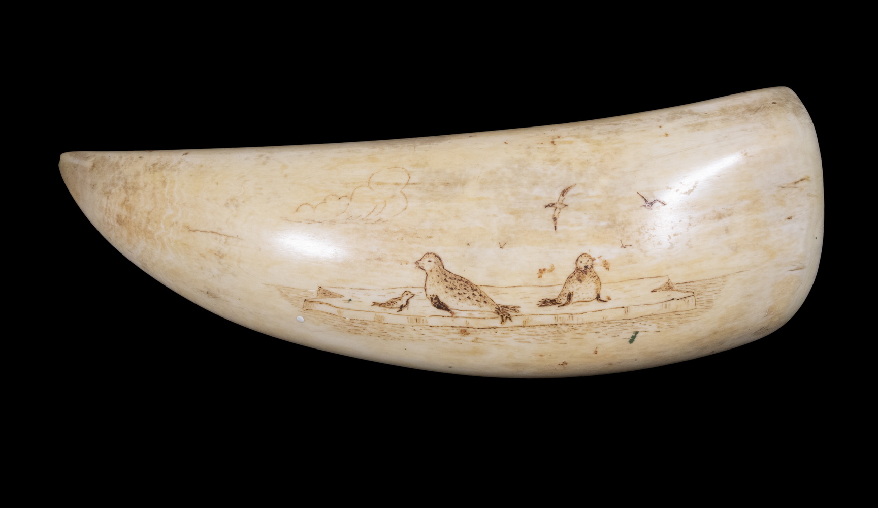 Appraisal: SCRIMSHAW WHALE'S TOOTH Depicting Seals on an Ice Floe epia