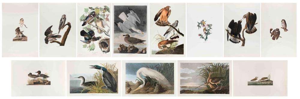 Appraisal: TWELVE AUDUBON SOCIETY ABBEVILLE PRESS PRINTS CIRCA X UNFRAMED TWELVE