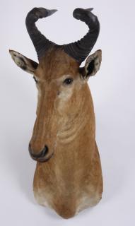 Appraisal: Red hartebeest shoulder mount Red hartebeest shoulder mount overall size