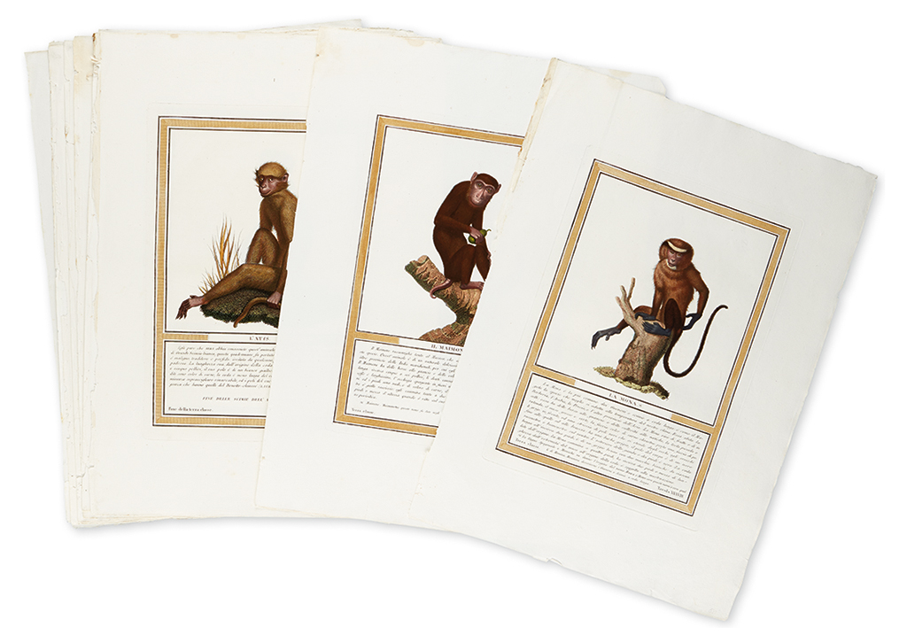 Appraisal: MONKEYS Jacob Nicolas Henri Nine finely hand-colored engravings of monkeys