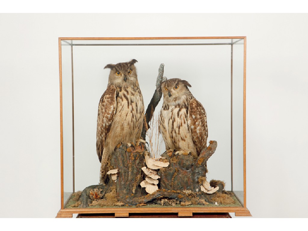 Appraisal: TAXIDERMY A PAIR OF EAGLE OWLS standing on tree stumps