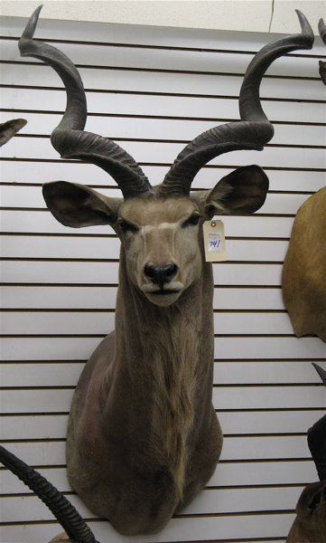 Appraisal: SOUTH AFRICAN GREATER KUDU tragelaphus strepsiceros trophy head mount with