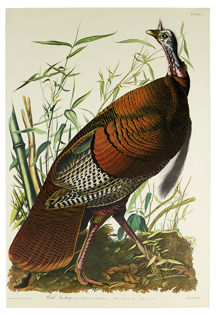 Appraisal: AUDUBON JOHN JAMES Wild Turkey Male Amsterdam Edition Color-lithograph on