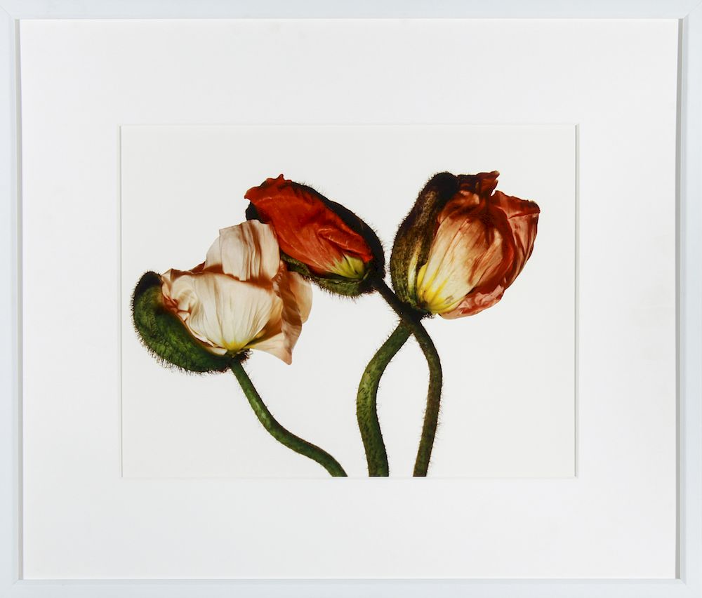 Appraisal: Irving Penn Iceland Poppy Pigment Print Irving Penn American -