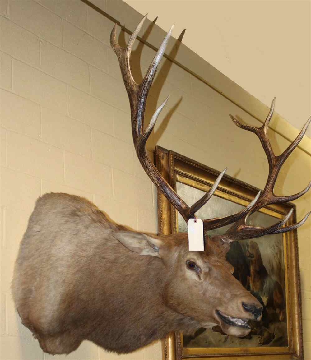 Appraisal: ELK TAXIDERMY SHOULDER MOUNT JONAS BROS is one of the