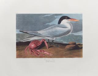 Appraisal: John James Audubon - Cayenne Tern No Plate th c