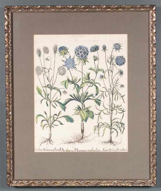 Appraisal: Basilius Belser German - ''Scabiosa Hispanica mai'' Plate from the