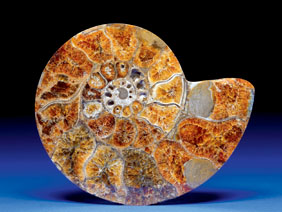 Appraisal: FOSSIL AMMONITE Pachydiscus species Cretaceous Morondava Madagascar This exotic specimen