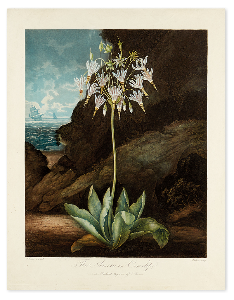 Appraisal: THORNTON ROBERT JOHN The American Cowslip Hand-finished color-printed aquatint and