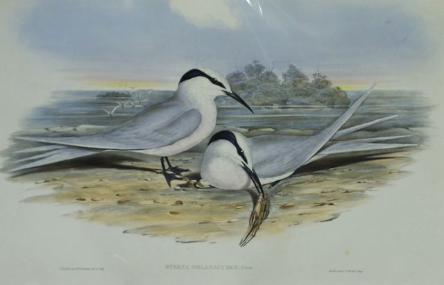 Appraisal: Black-naped Tern Sterna Melanauchen