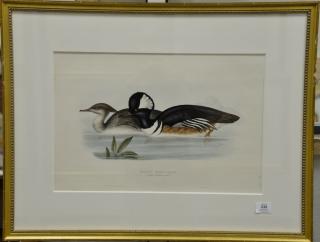 Appraisal: John Gould - pair of hand colored lithographs printed by