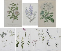 Appraisal: Collection of Decorative Botanical Illustrations Rozier Ayrschire and Rozier Pimprenelle