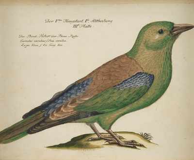 Appraisal: A Hand Colored German Ornithological Engraving Large image of a