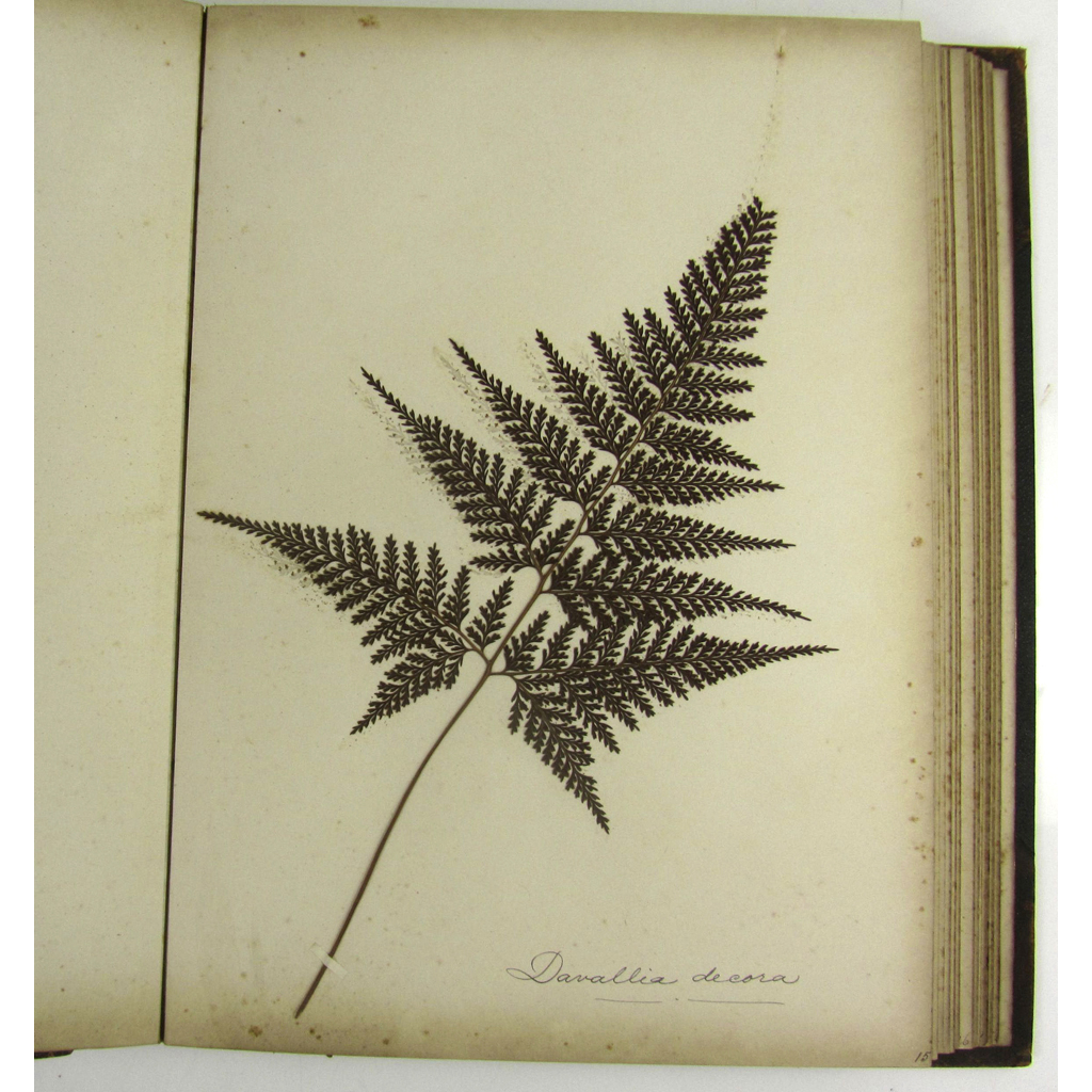 Appraisal: Fern Specimen Collection Fern Album Birkenhead W J Fern Nursery