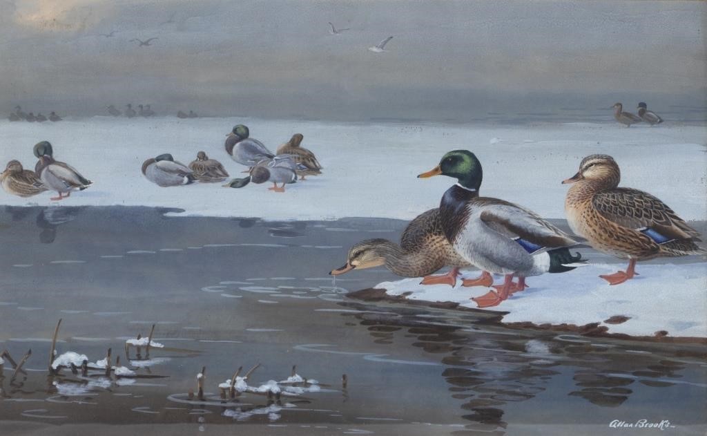 Appraisal: Mallards signed Allan Brooks lower right watercolor by in The