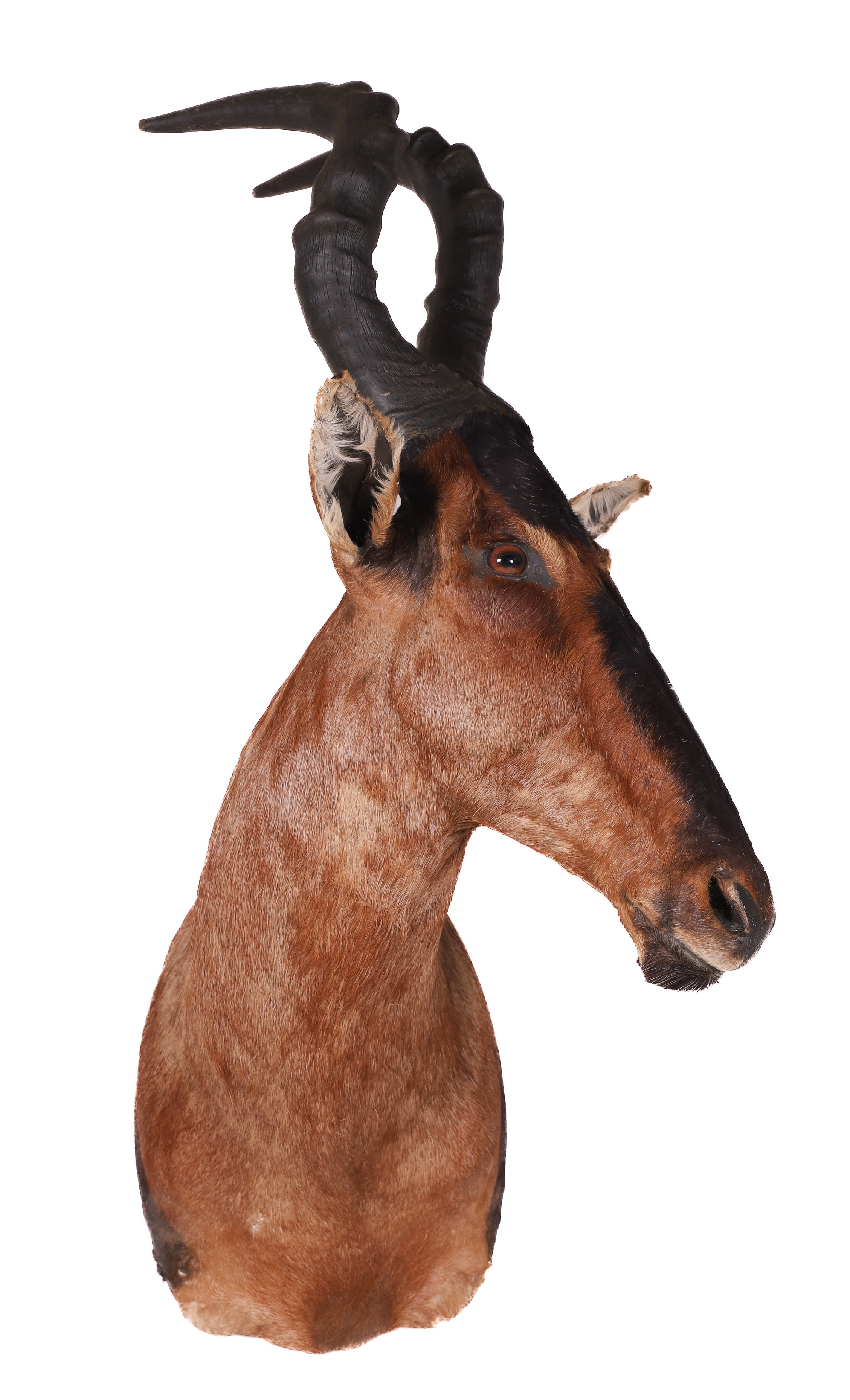 Appraisal: Red Hartebeest shoulder mount taxidermy h x d x w