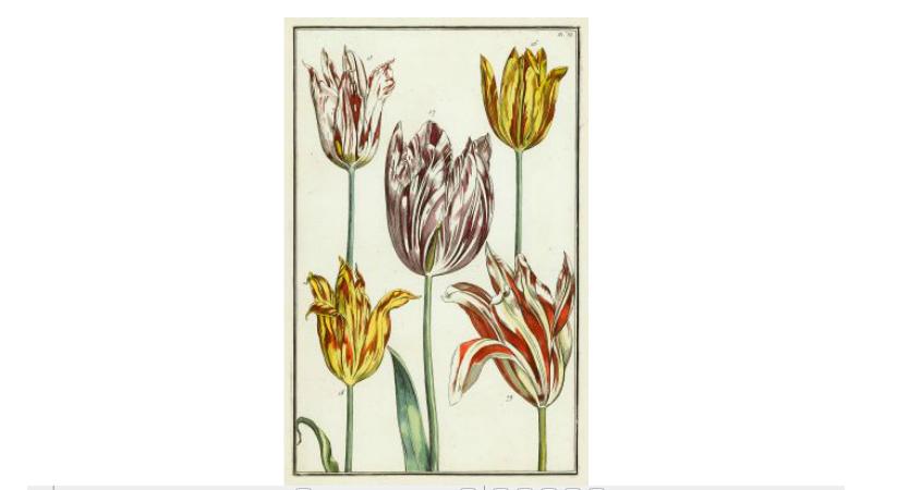 Appraisal: pieces Hand-Colored Wood-Engravings - Harper's other Illustrated Weeklies most ca