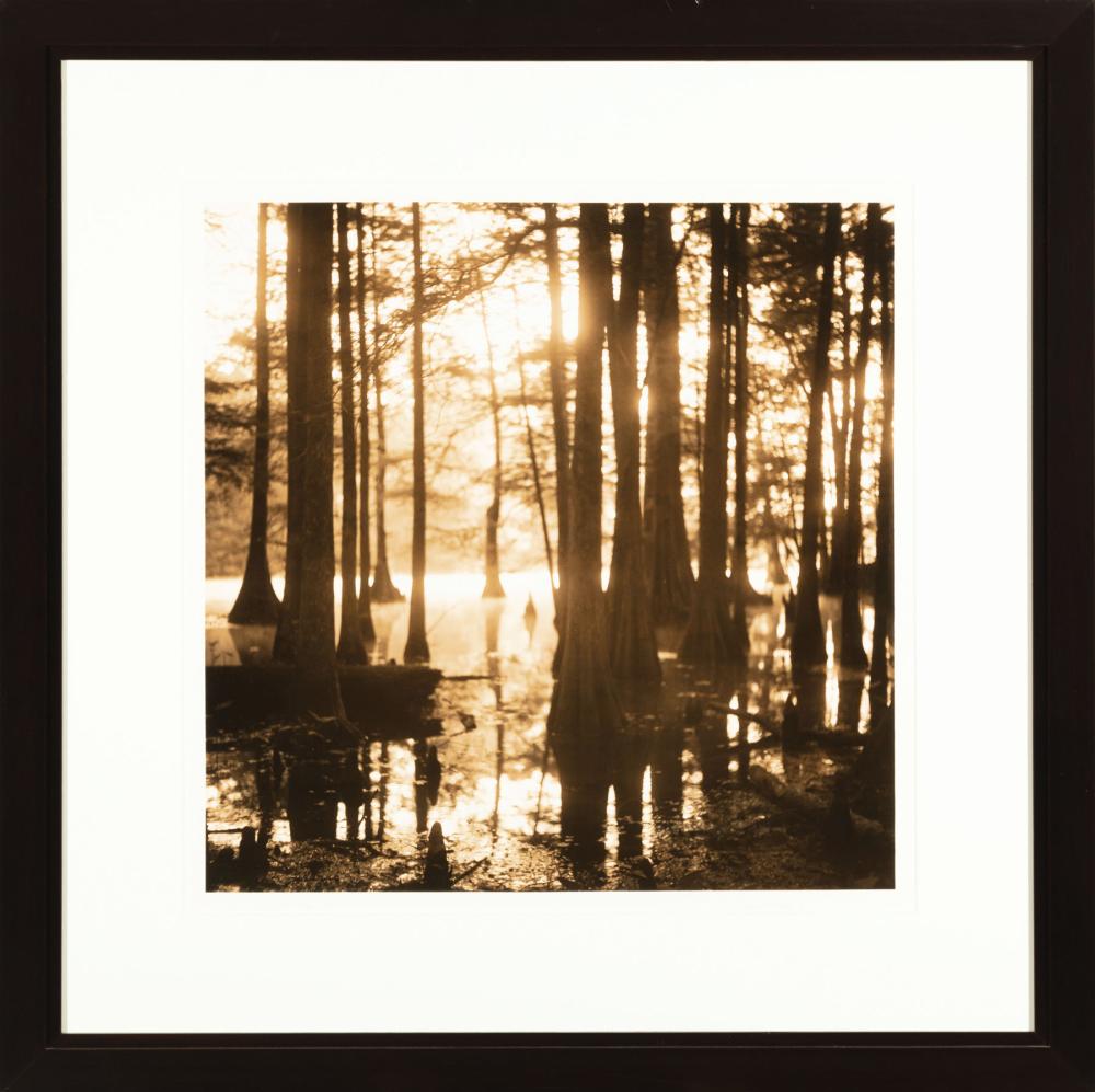 Appraisal: David Halliday American Louisiana b Cypress Grove silver gelatin print