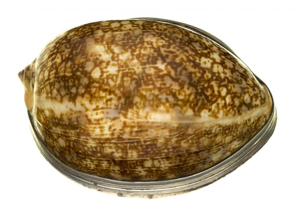 Appraisal: A GEORGE III SILVER MOUNTED COWRIE SHELL SNUFF MULL the