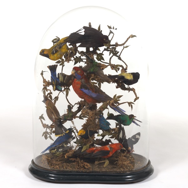 Appraisal: RARE VICTORIAN LARGE FIFTEEN BIRDS TAXIDERMY IN GLASS DOME ON