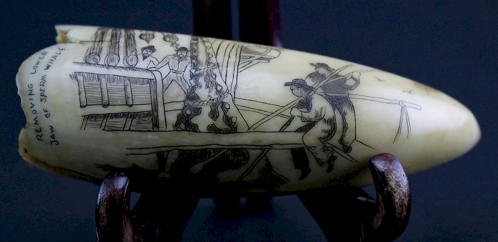 Appraisal: Vintage Whaling Scrimshaw Carved Whale Tooth Vintage carved scrimshaw whales