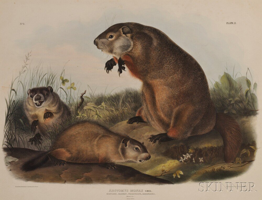 Appraisal: Audubon John James - Maryland Marmot Woodchuck or Groundhog Plate