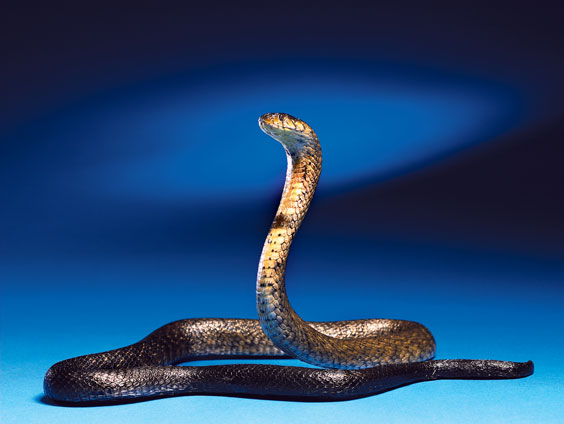 Appraisal: BLACK-NECKED OR SPITTING COBRA Africa This outstanding taxidermy display is