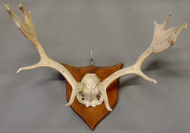 Appraisal: Set of elk antlers mounted on a wood plaque h