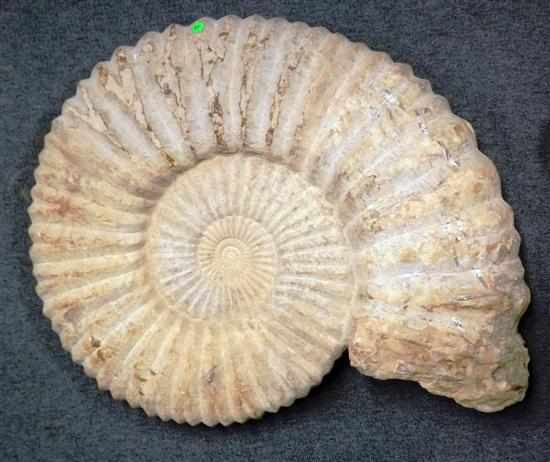 Appraisal: AMMONITE Morocco This is a classic large example of the