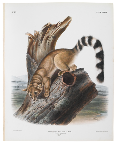 Appraisal: ANIMALS Audubon John James Ring-Tailed Bassaris Plate XCVIII Hand-colored lithographed