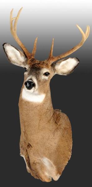 Appraisal: Mounted -Point Deer Head Condition Excellent