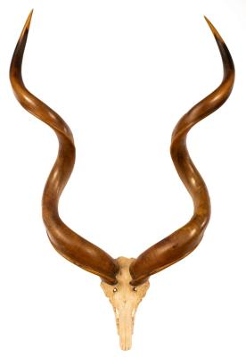 Appraisal: A pair of Kudu horns mounted upon a partial skull