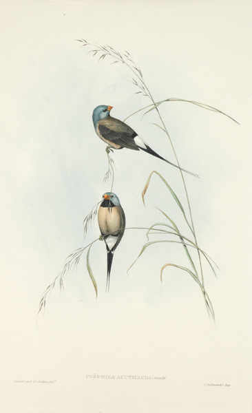 Appraisal: John Gould - and H Richter Poephila Acuticauda Longtailed Grass