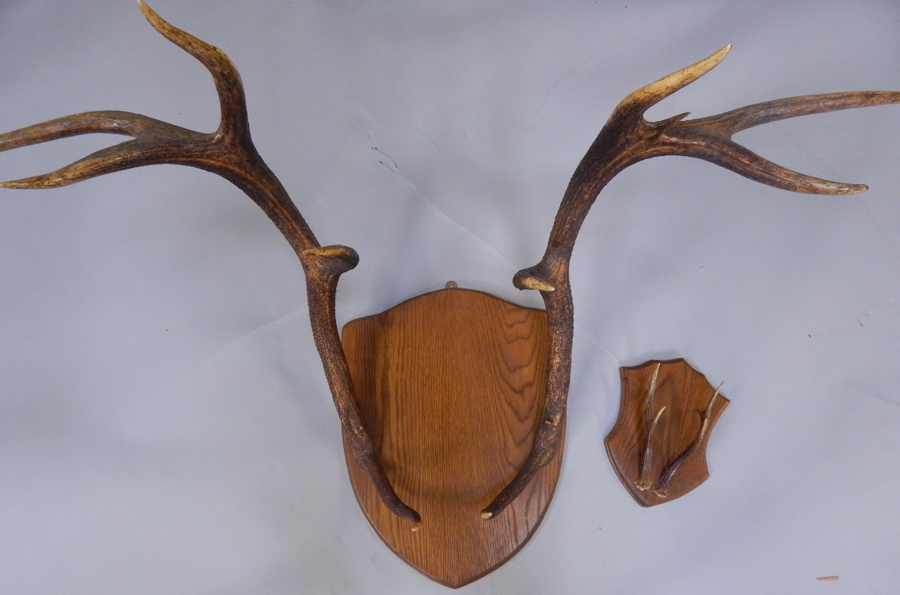 Appraisal: An oak shield of stag antler and a smaller of