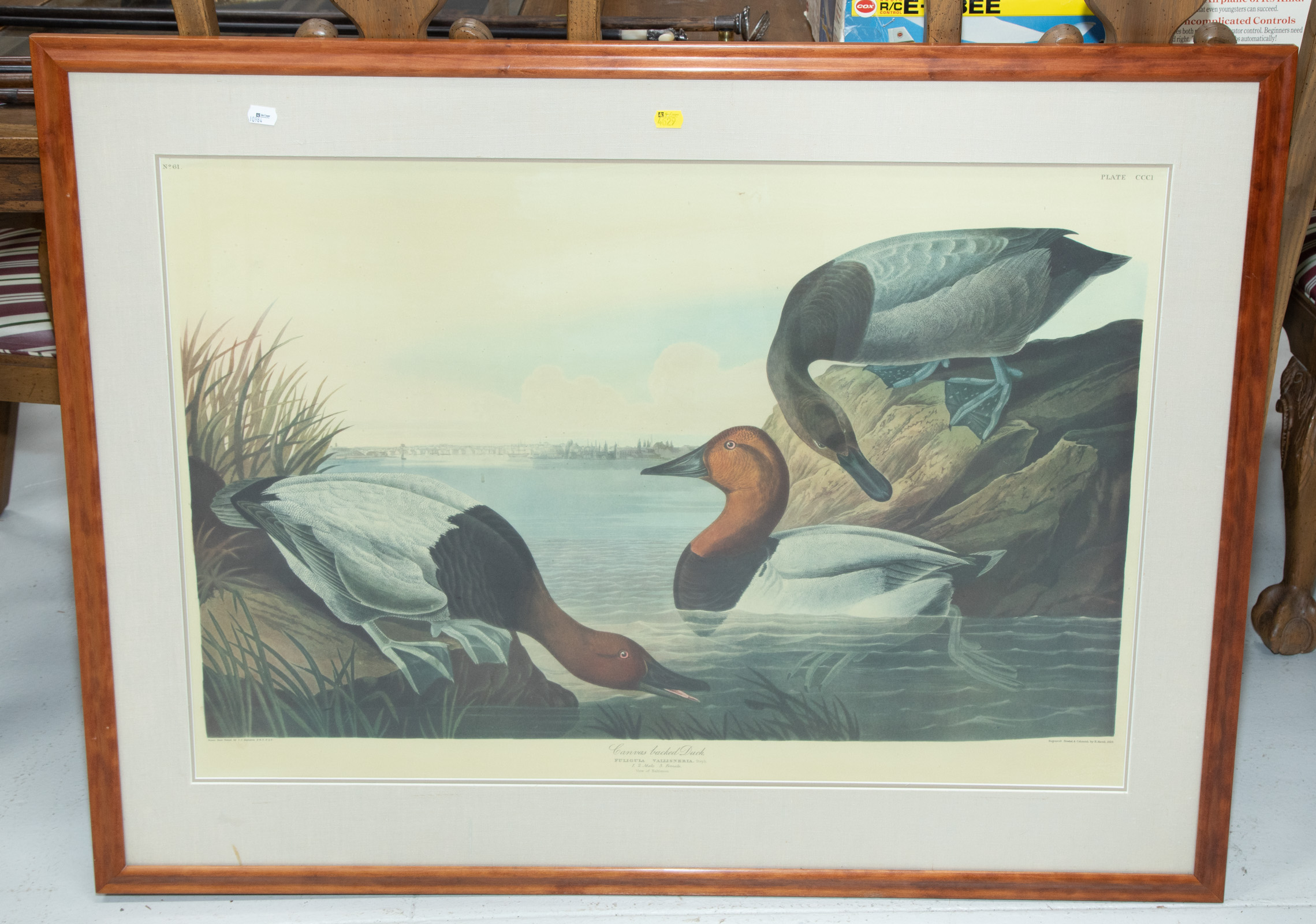 Appraisal: FOLIO SIZE JJ AUDUBON CANVAS BACK DUCK PRINT Photo-offset lithograph