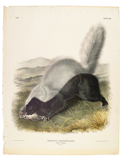 Appraisal: ANIMALS Audubon John James Texan Skunk Plate LIII Hand-colored lithographed