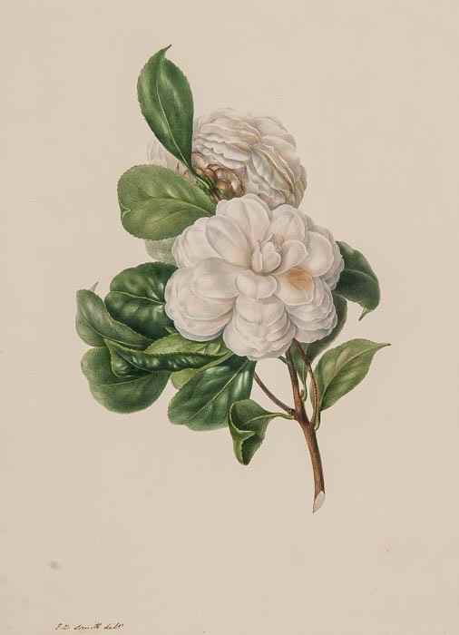 Appraisal: Edwin Dalton Smith - A group of studies of Camellias