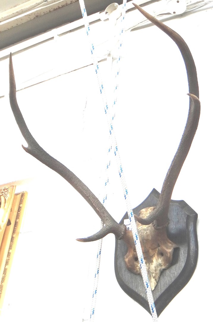 Appraisal: Taxidermy a pair of Rowland Ward mounted antlers Dundreggan seven