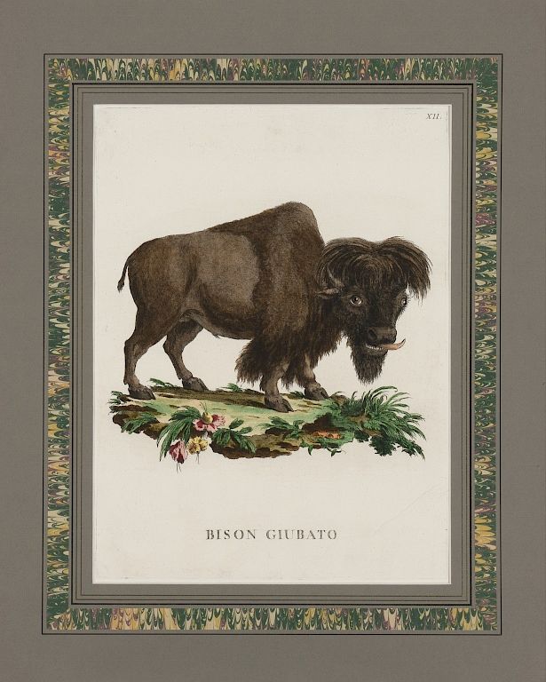 Appraisal: Alessandri and Scattaglia Bison Buffalo Alessandri Innocente Italian - and