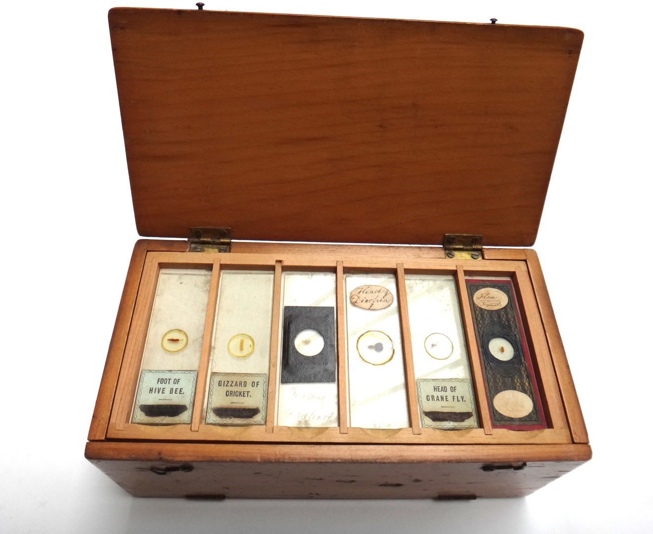 Appraisal: A pine microscope slide case containing thirteen fitted trays and