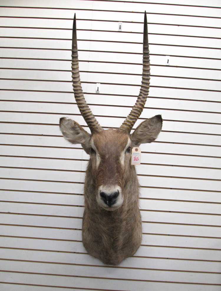 Appraisal: AFRICAN ELLIPSEN OR RINGED WATERBUCK trophy head game mount with