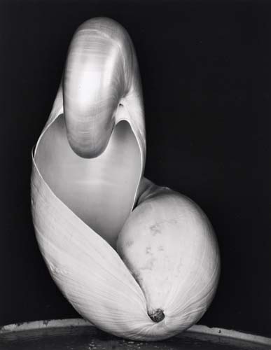 Appraisal: WESTON EDWARD - WESTON COLE - Two Shells Silver print