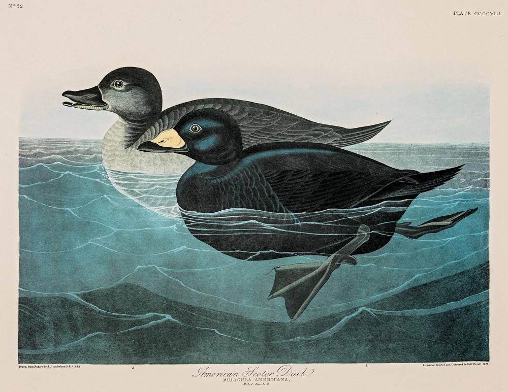 Appraisal: After John James Audubon American - American Scoter Duck -