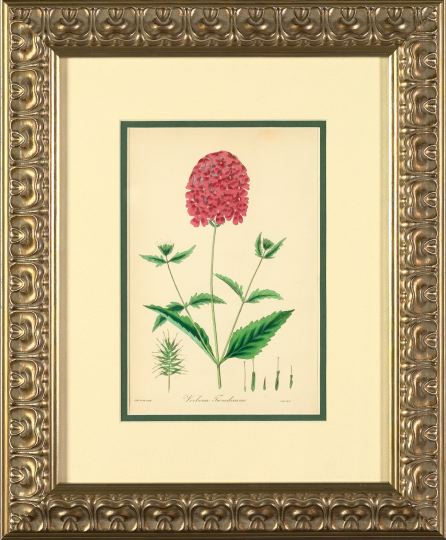 Appraisal: Sir Joseph Paxton British - Botanicals suite of six hand-colored