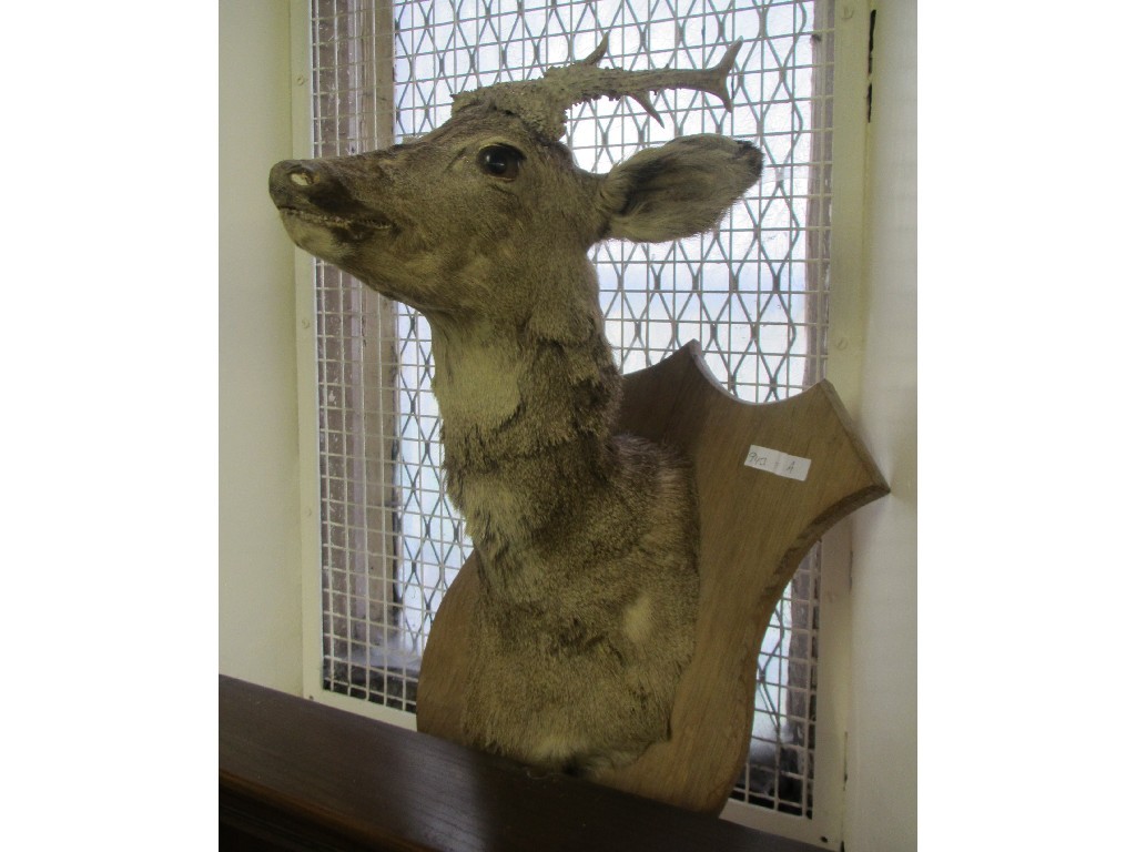 Appraisal: Roe Deer head on wall mount