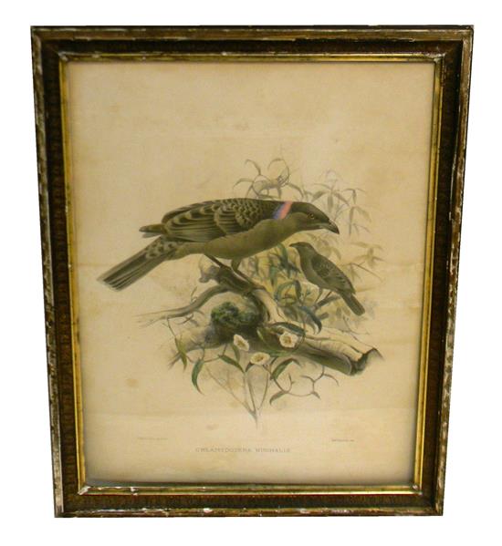 Appraisal: J Wolf Smith ornithological lithograph Chlamydodera Nuchalis depicting mature and